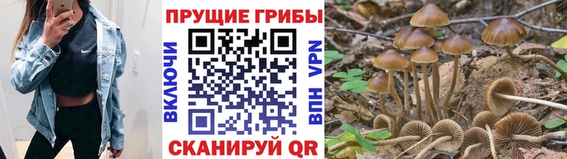 Псилоцибиновые грибы Psilocybe Лысьва