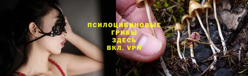 купить наркотики цена  Лысьва  Галлюциногенные грибы Psilocybe 